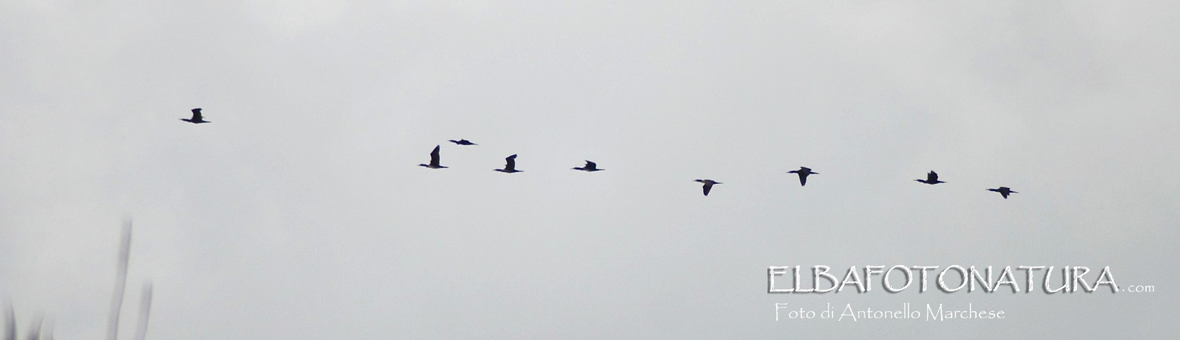 riconoscimento migratori. Cormorani?  S !